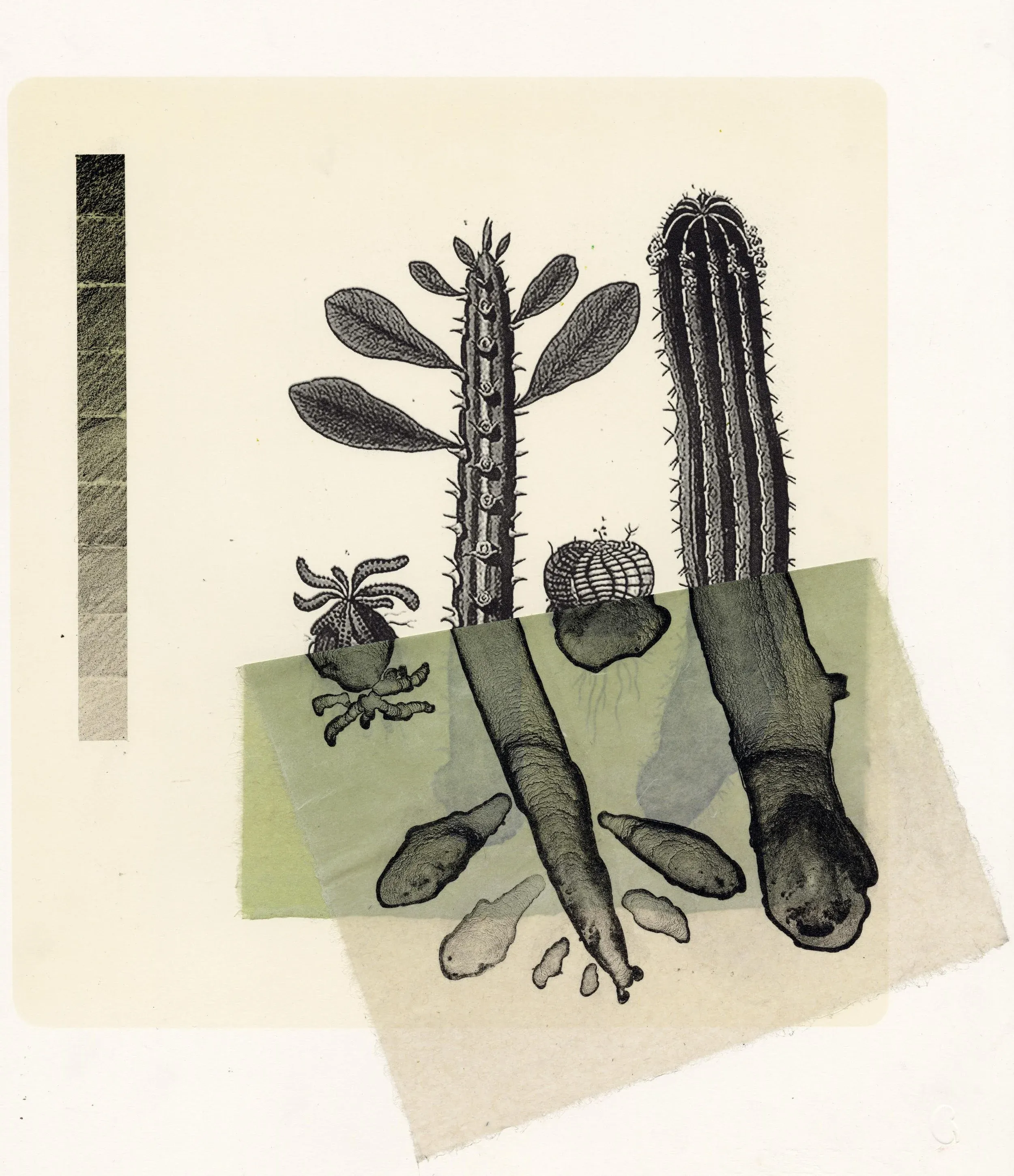 Euphorbia species — A five colour lithograph printed on Soft white Somerset satin with Kawanaka paper chine collé